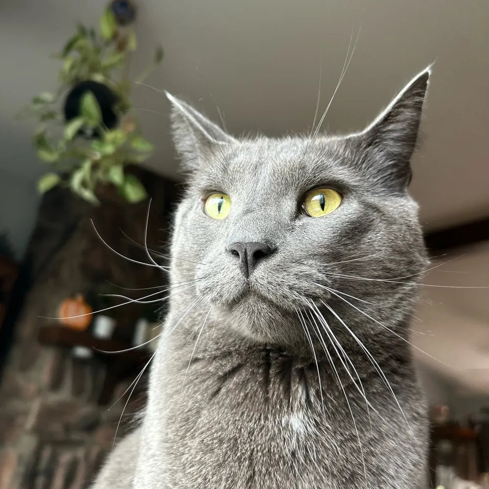 ogdowney.bsky.social's profile picture