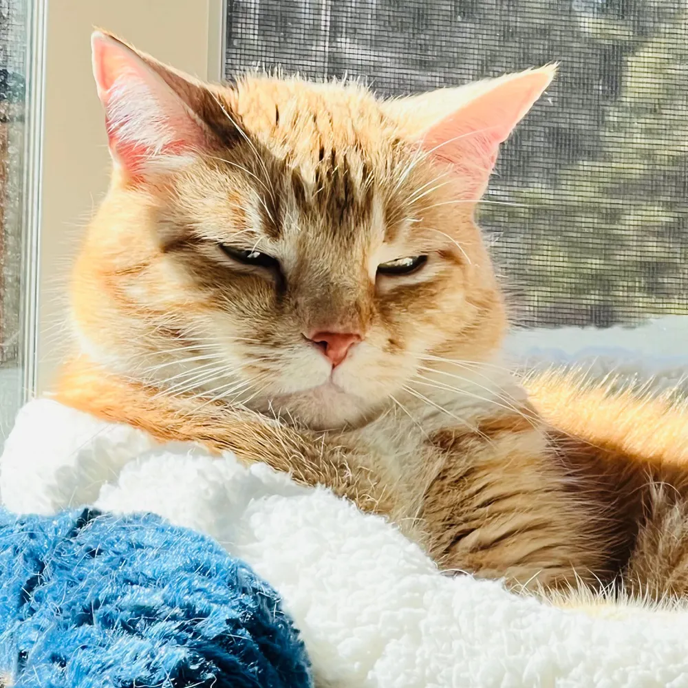 theasscat.bsky.social's profile picture