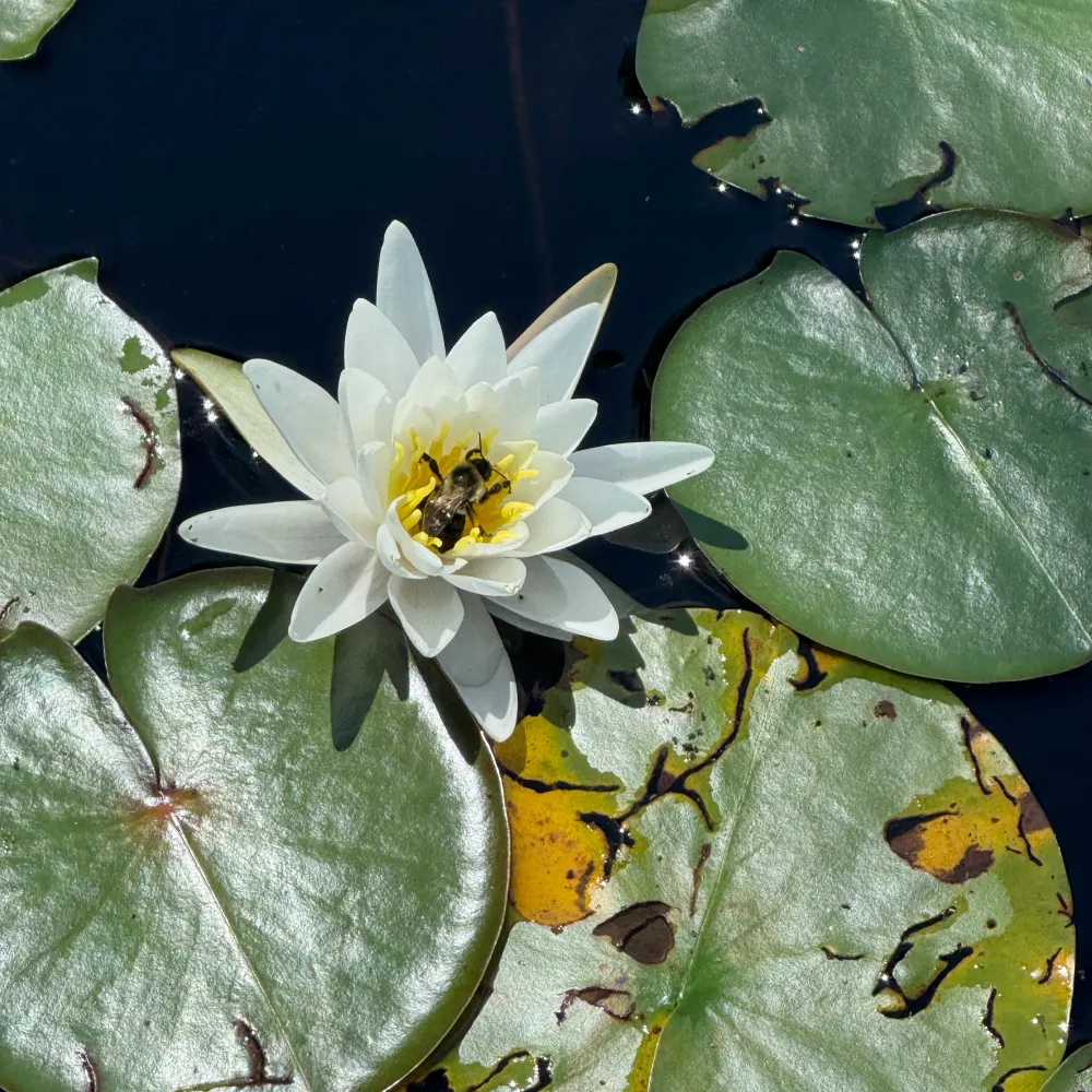 rosefosh.bsky.social's profile picture