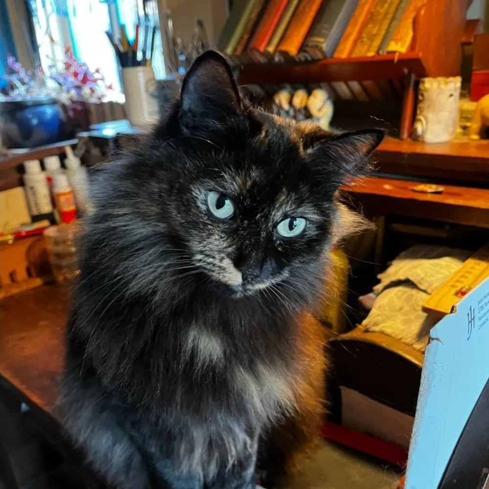 mandolinmama.bsky.social's profile picture