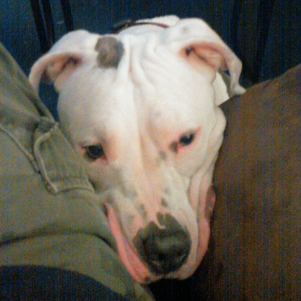 jack-flash.bsky.social's profile picture