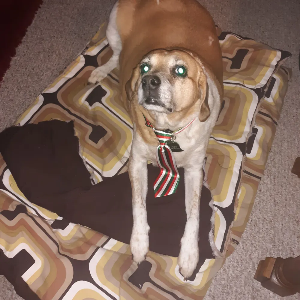 ignorati.bsky.social's profile picture