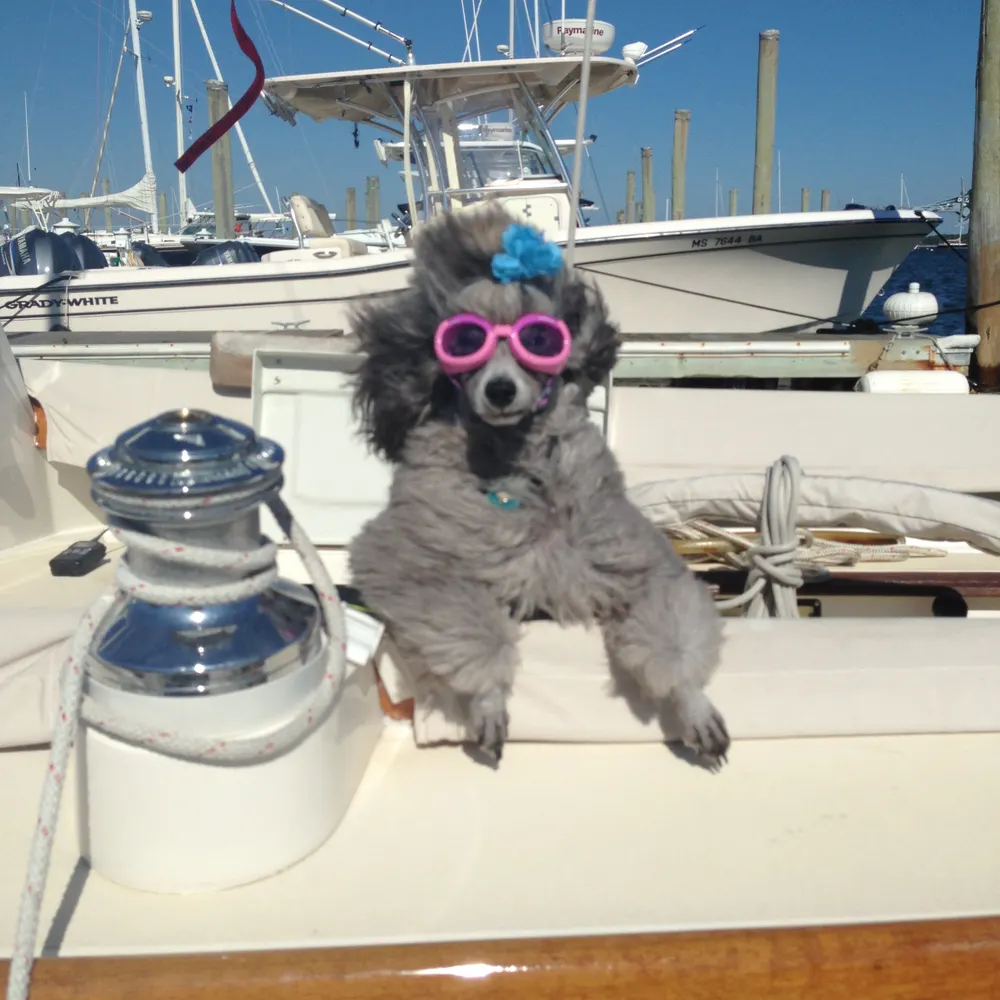 lapoodella.bsky.social's profile picture