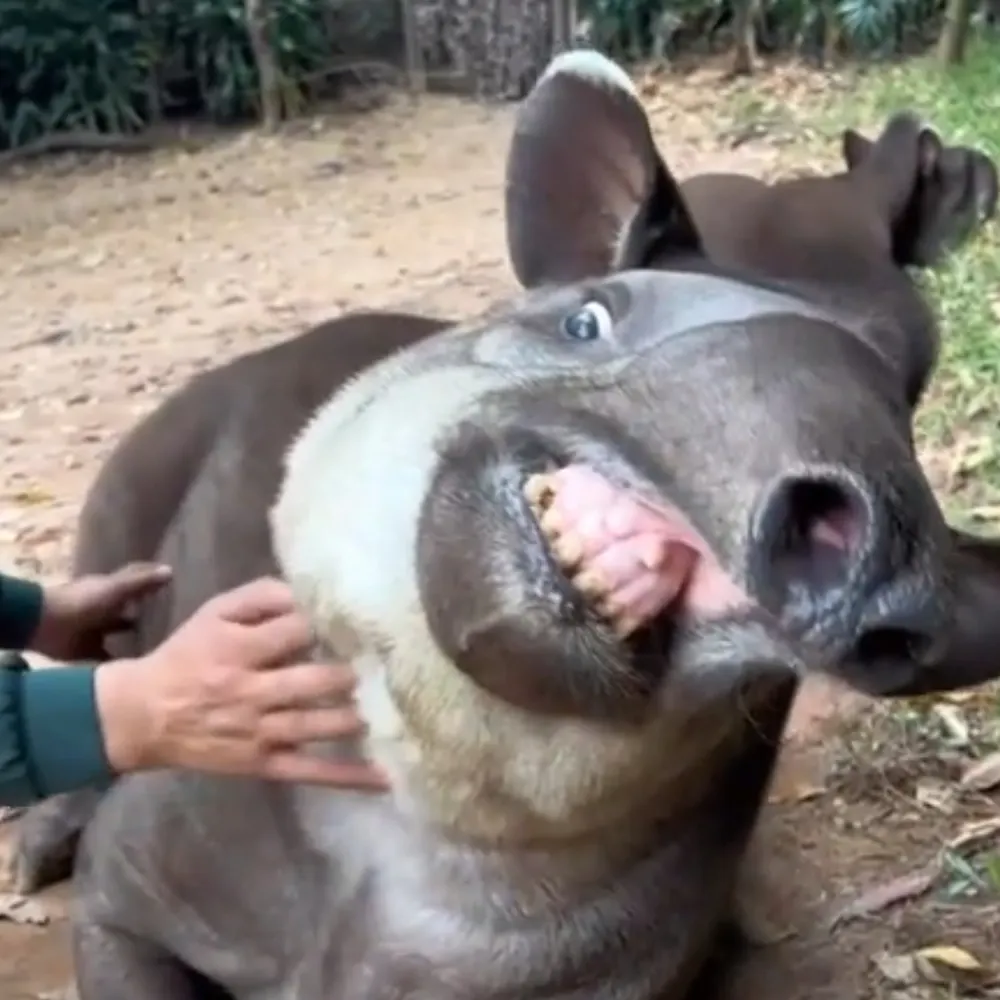 capnborscht.bsky.social's profile picture