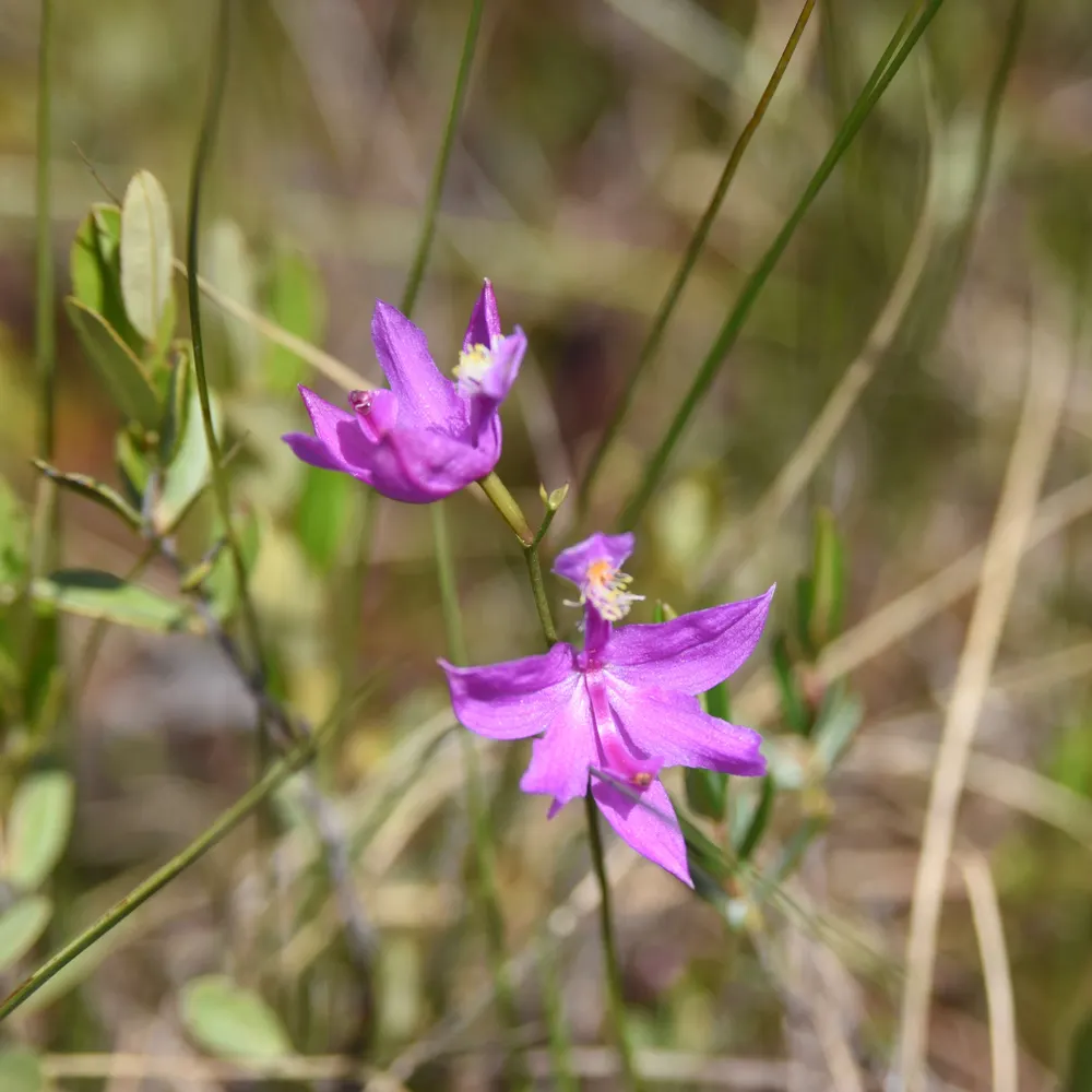 icarex.bsky.social's profile picture