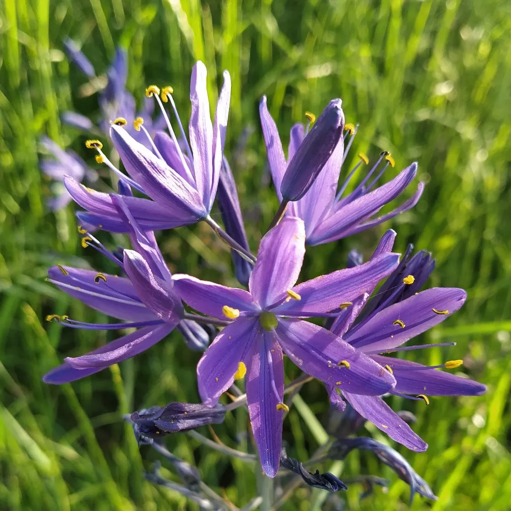 storytree.bsky.social's profile picture