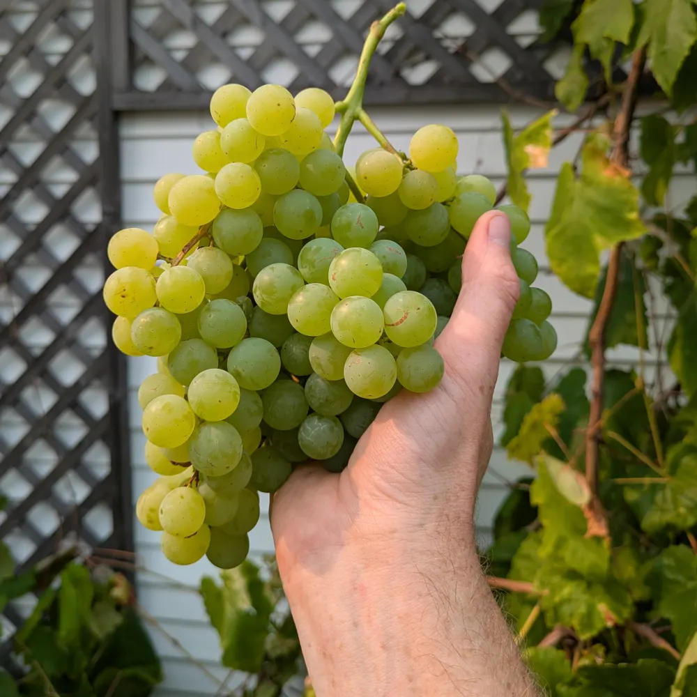 infinitejeff.bsky.social's profile picture