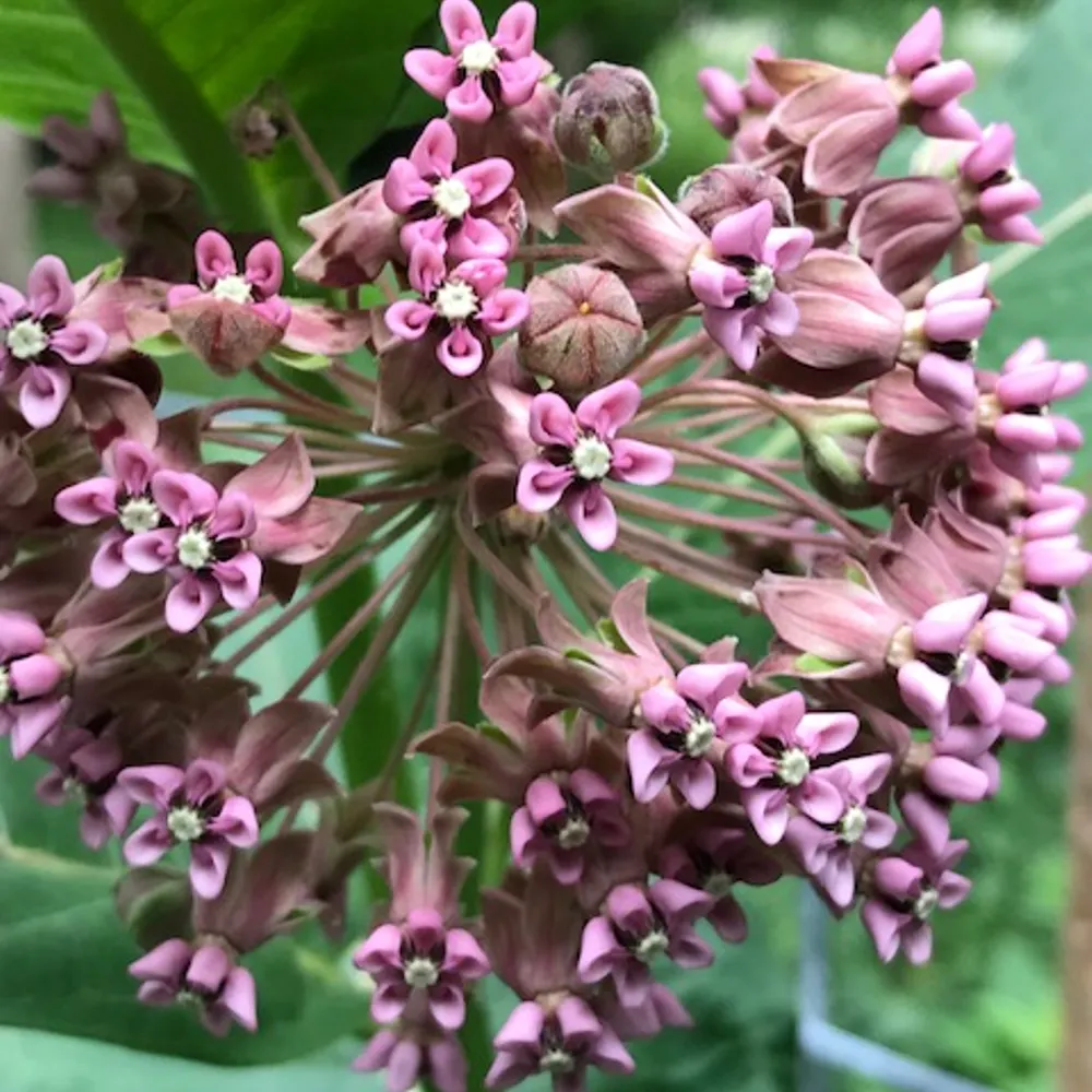 interconnector.bsky.social's profile picture