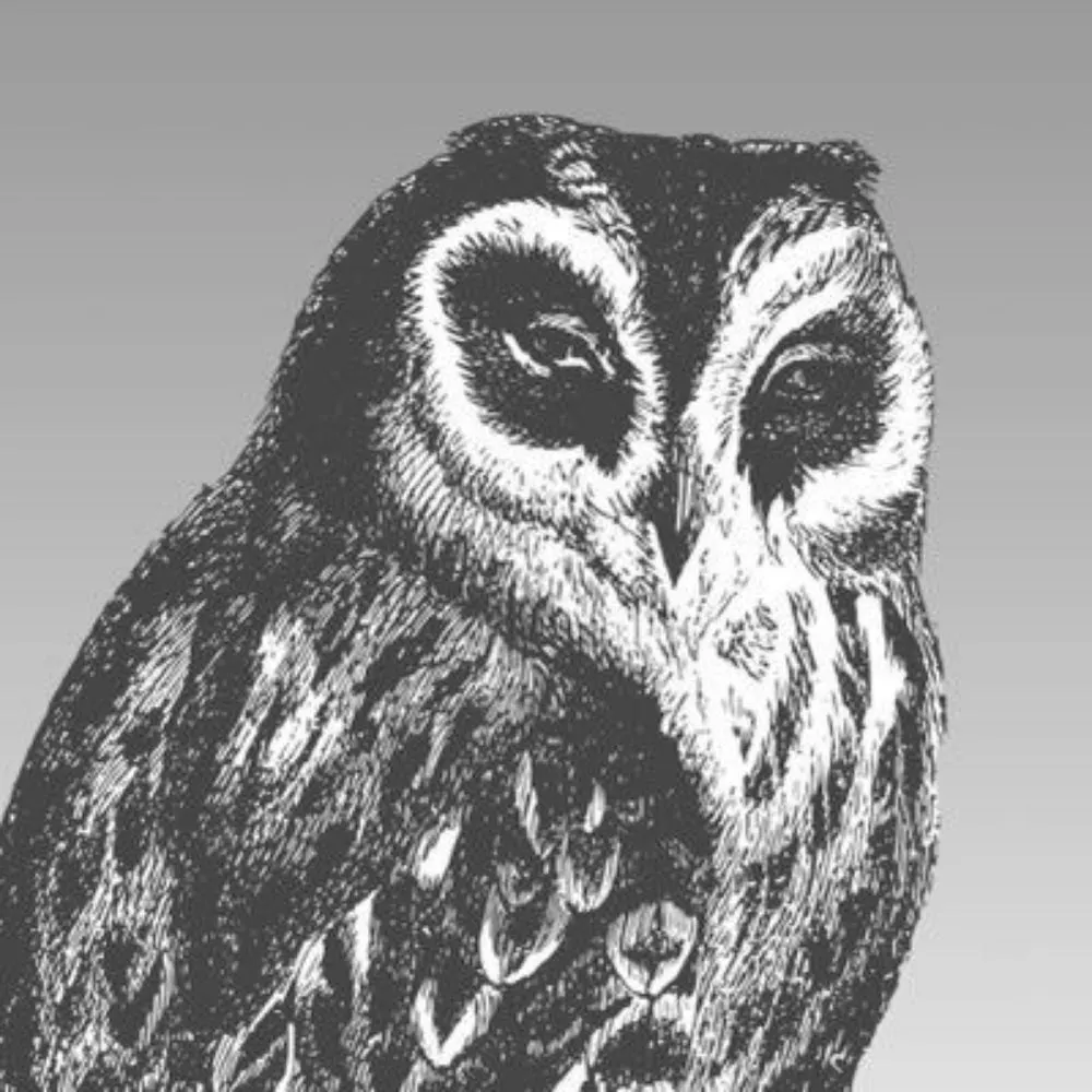 effinbirds.com's profile picture