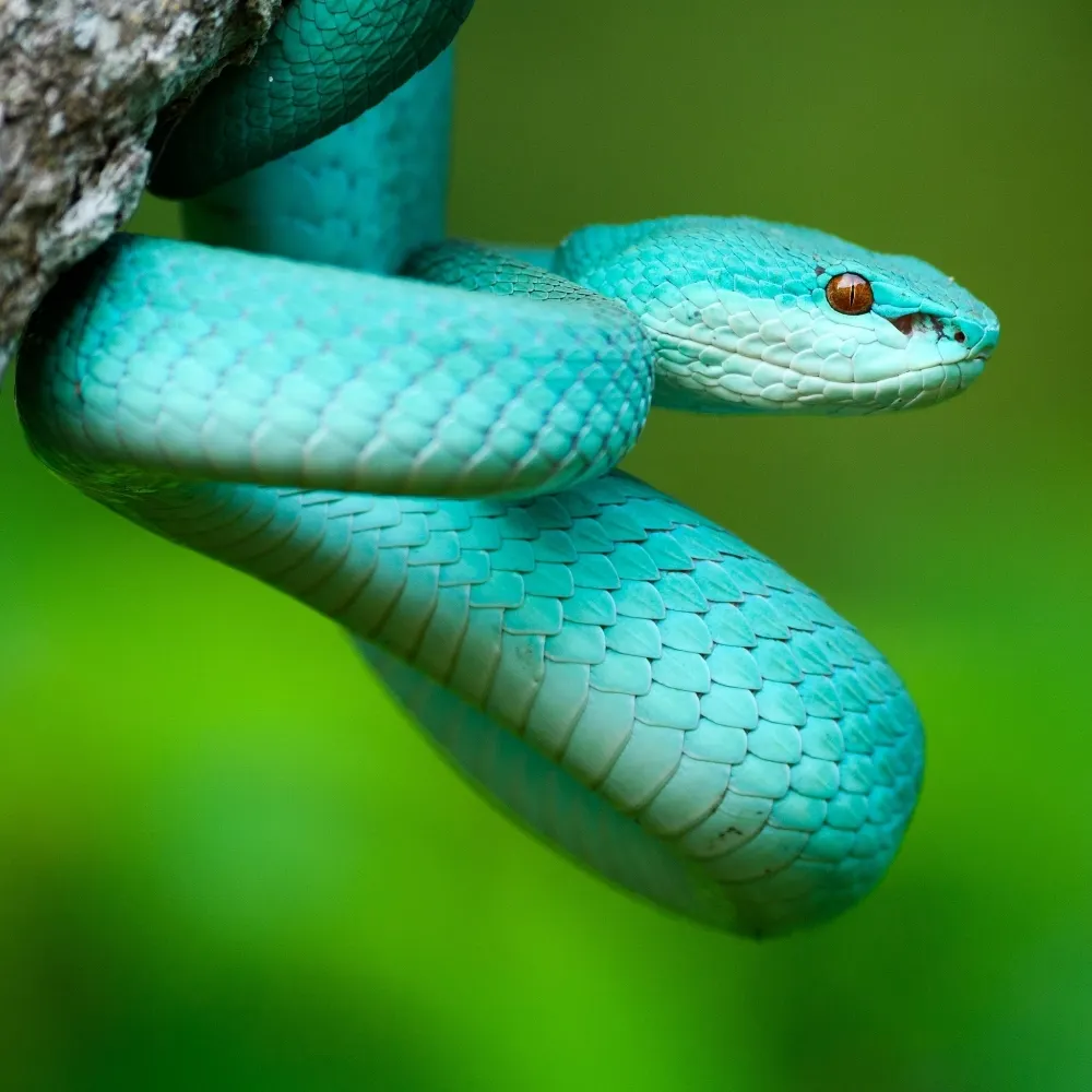 bluepitviper2199.bsky.social's profile picture