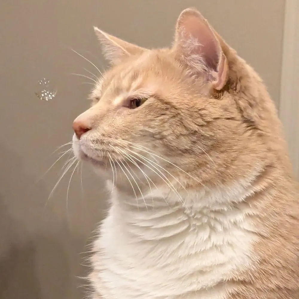 bensmom33.bsky.social's profile picture