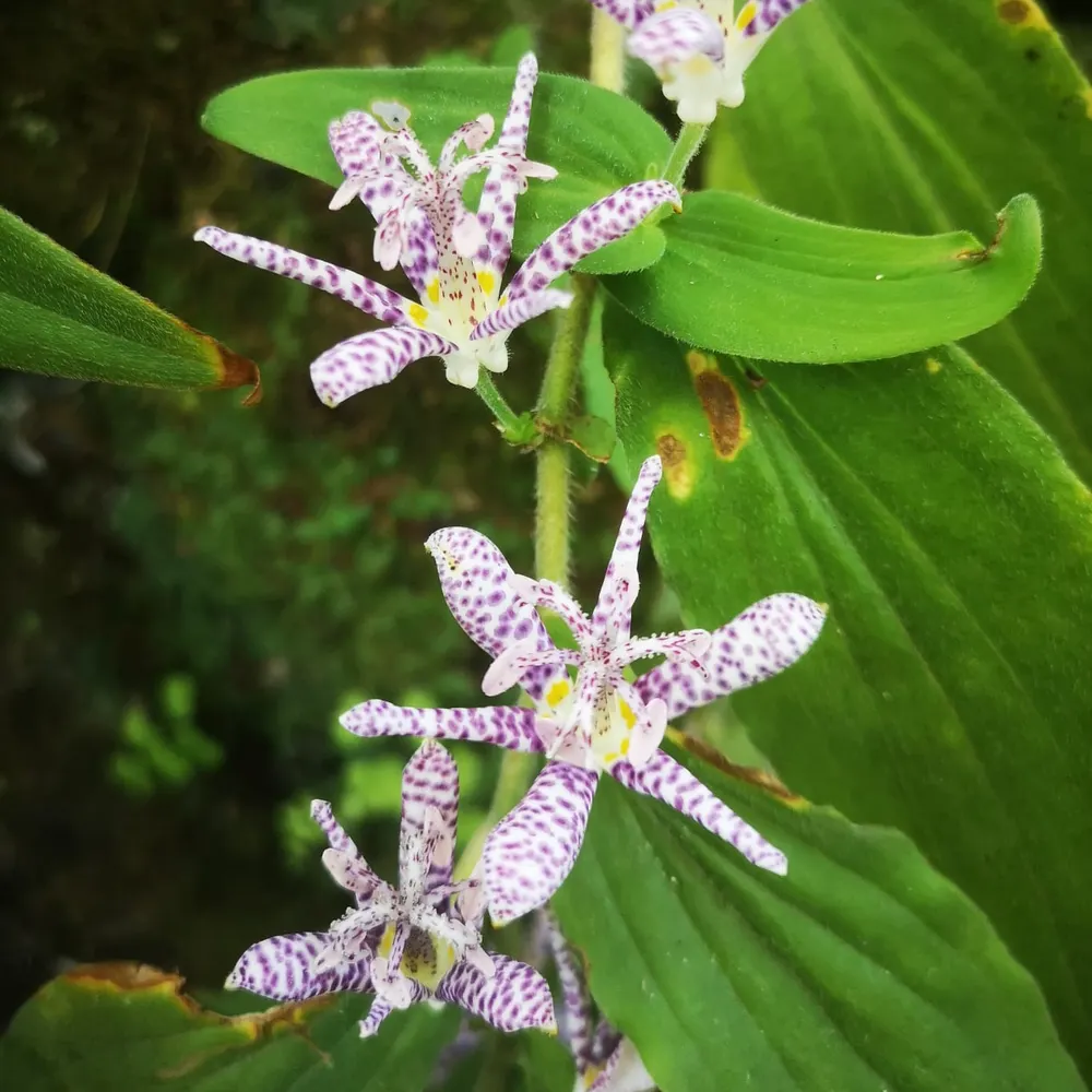 quenombrepongo.bsky.social's profile picture