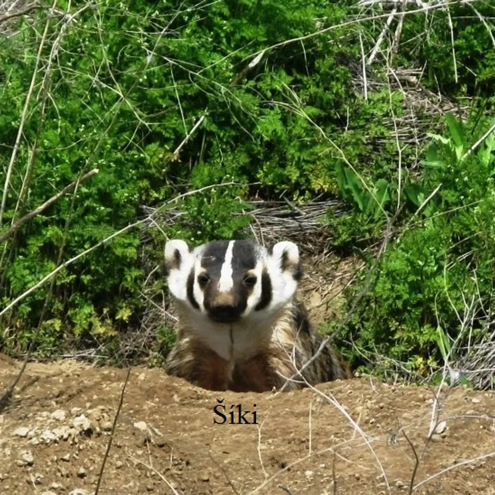 dioggenes.bsky.social's profile picture