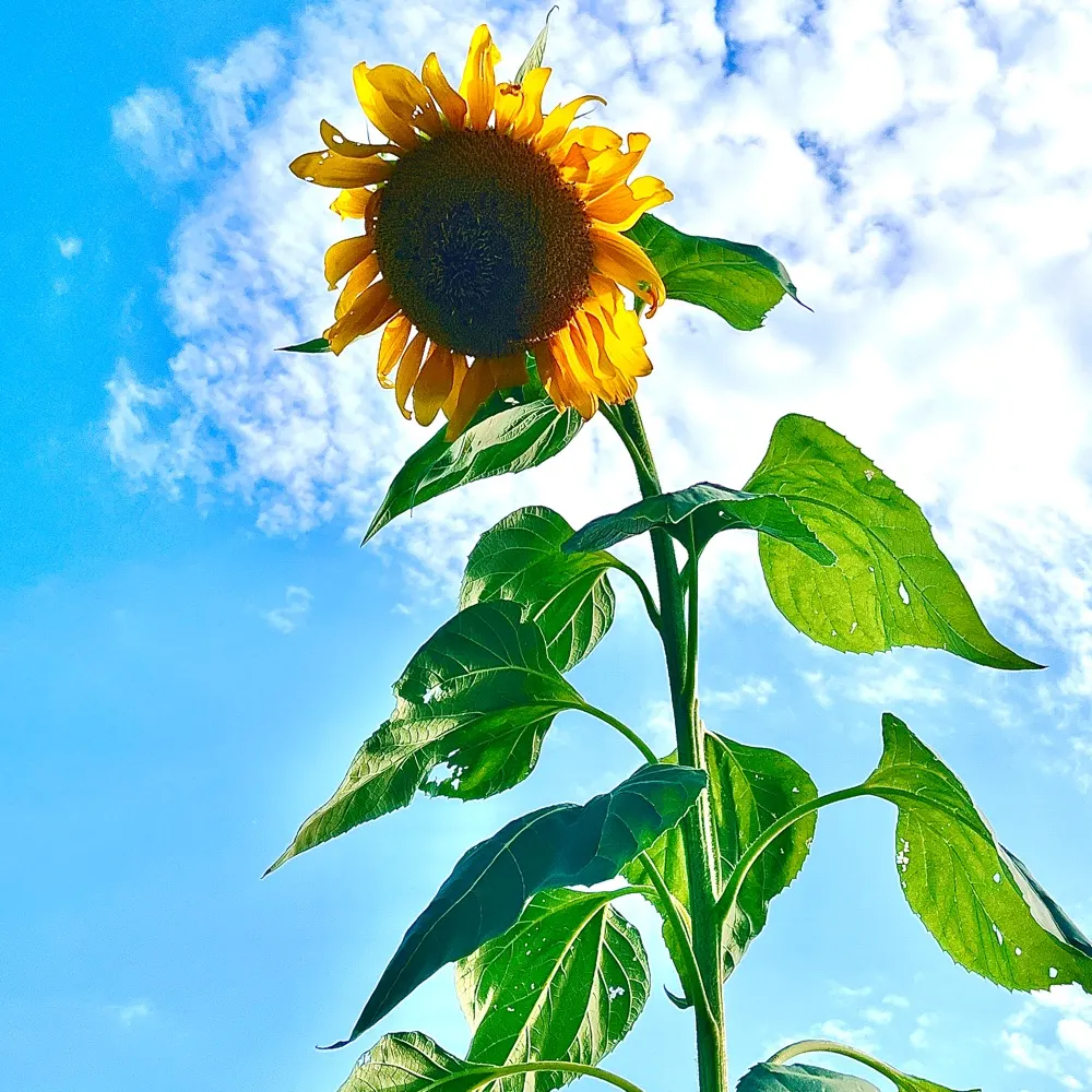 karenvantrieste.bsky.social's profile picture