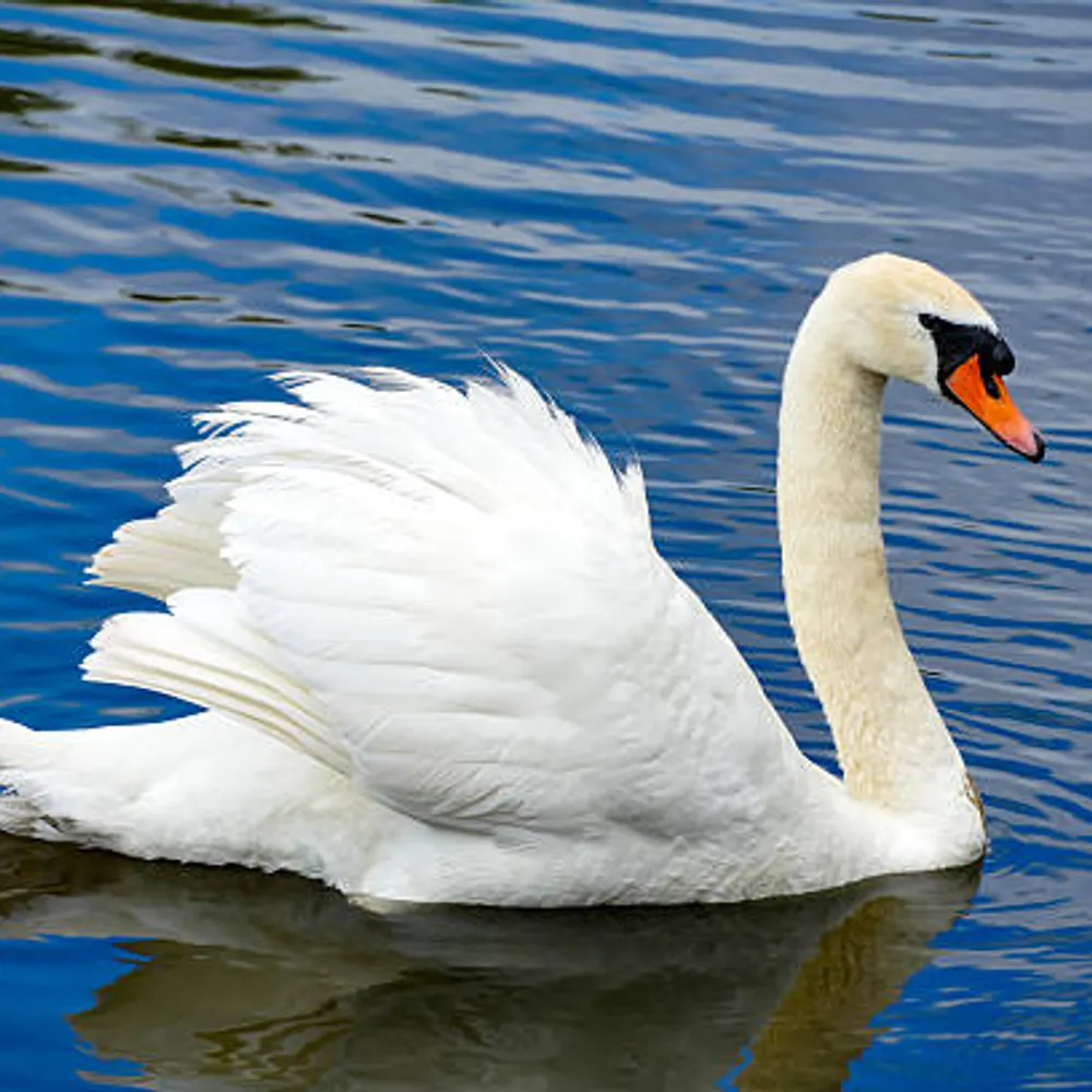 loquentia.bsky.social's profile picture