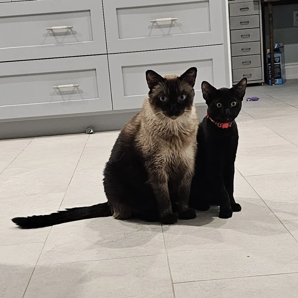 auntiemel.bsky.social's profile picture