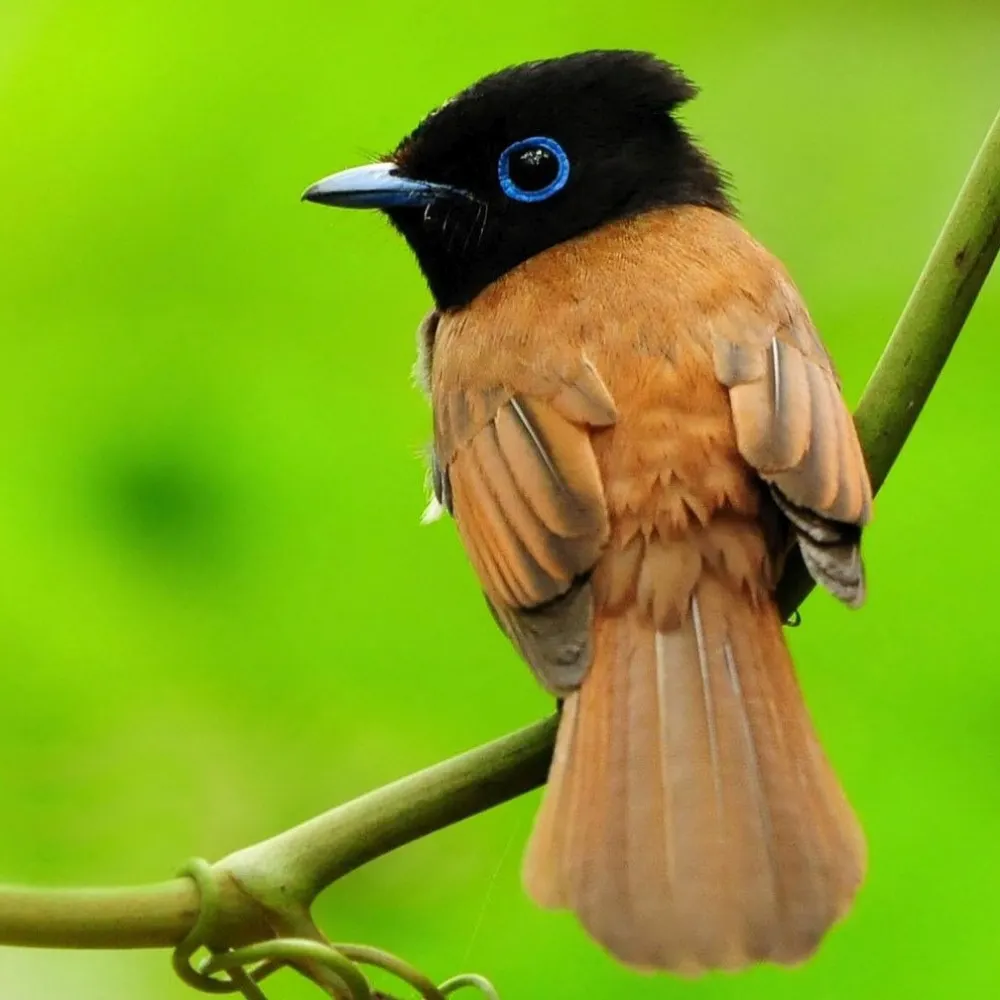 birdpoof.bsky.social's profile picture