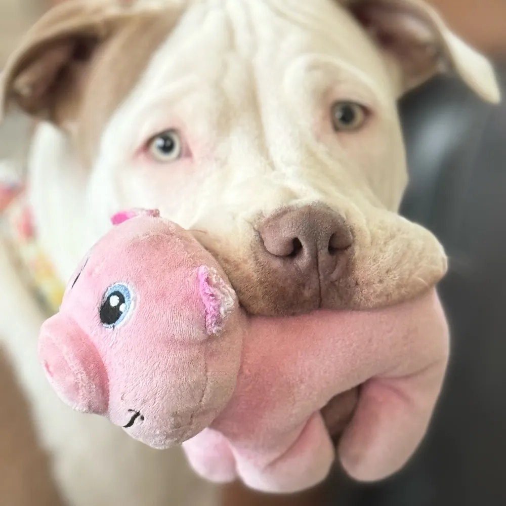 princesshari.bsky.social's profile picture