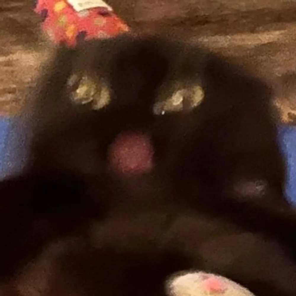 bobcluness.bsky.social's profile picture