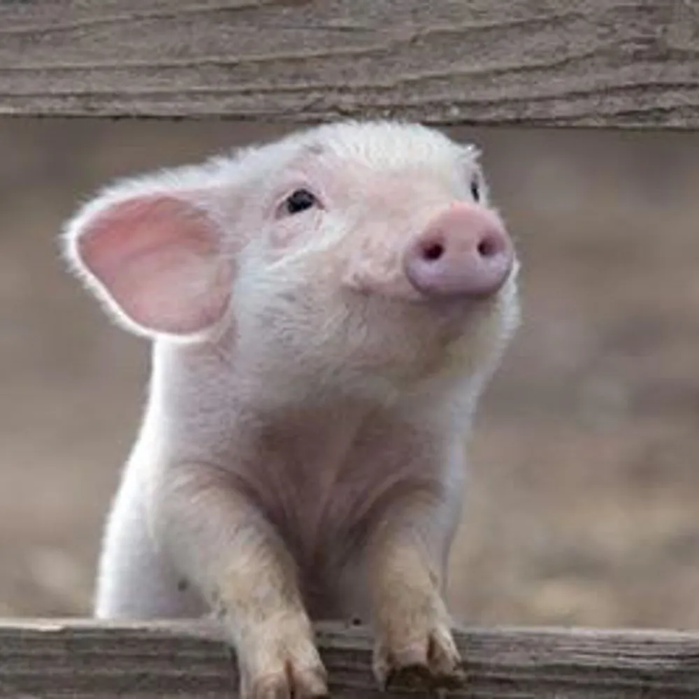 parrotface.bsky.social's profile picture