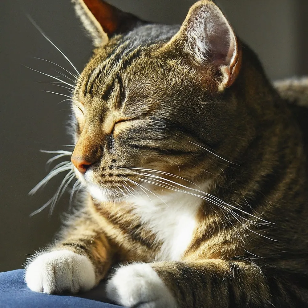 steve-me.bsky.social's profile picture