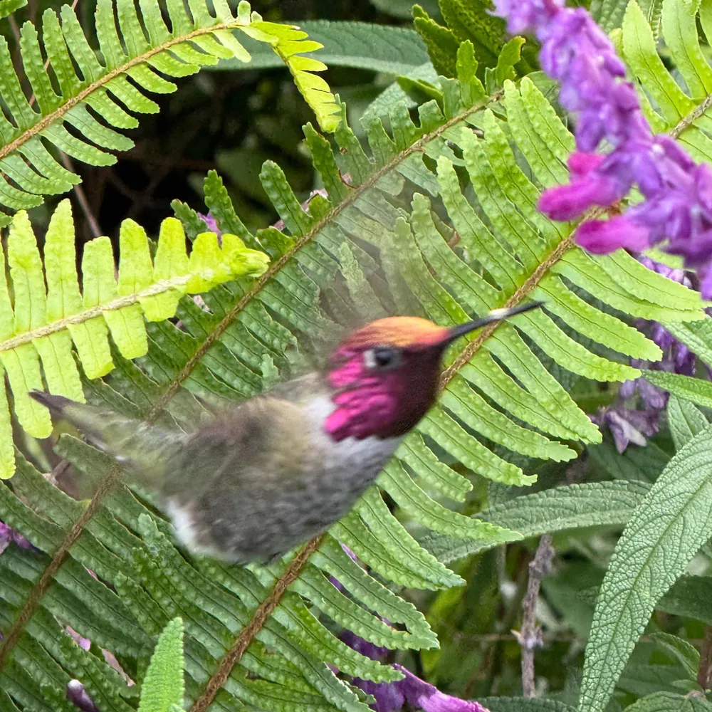 rvanslate.bsky.social's profile picture