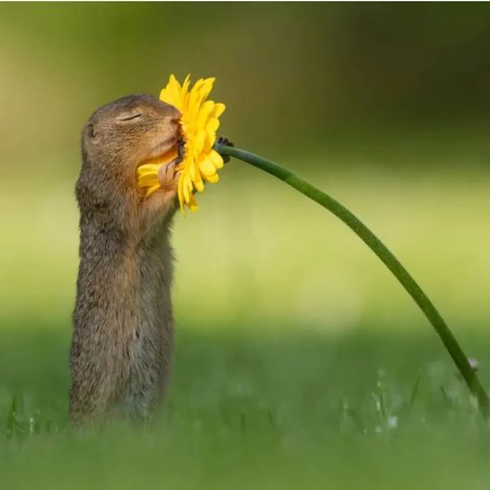 krystalpistol.bsky.social's profile picture