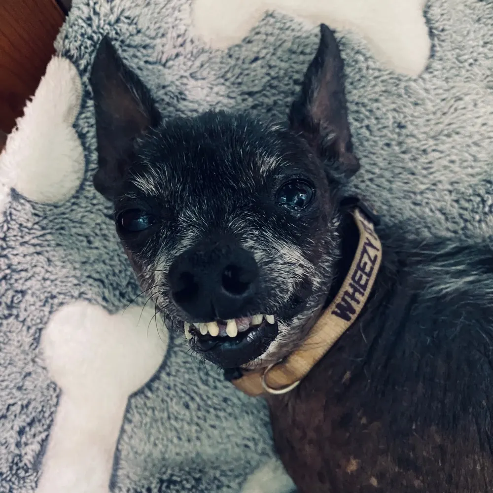 fuginugly.bsky.social's profile picture