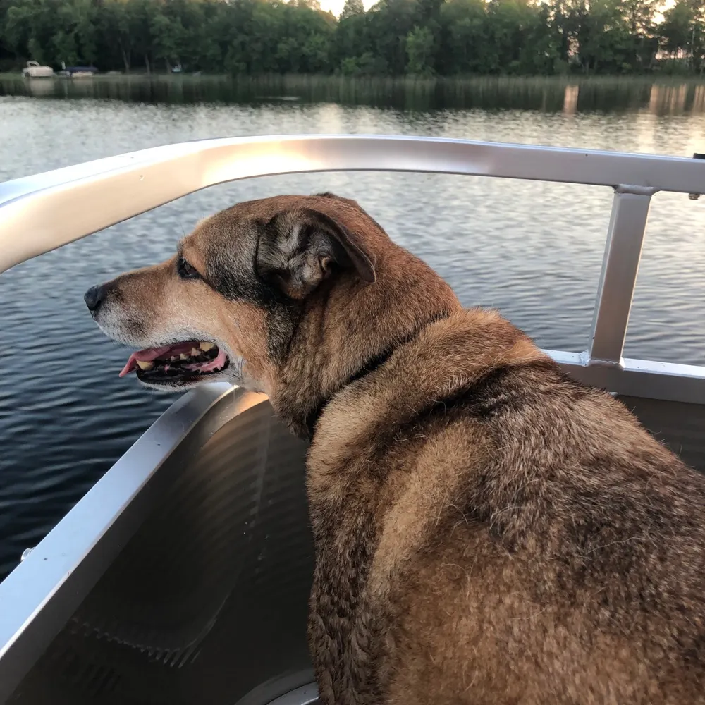 annewalksdogs34.bsky.social's profile picture