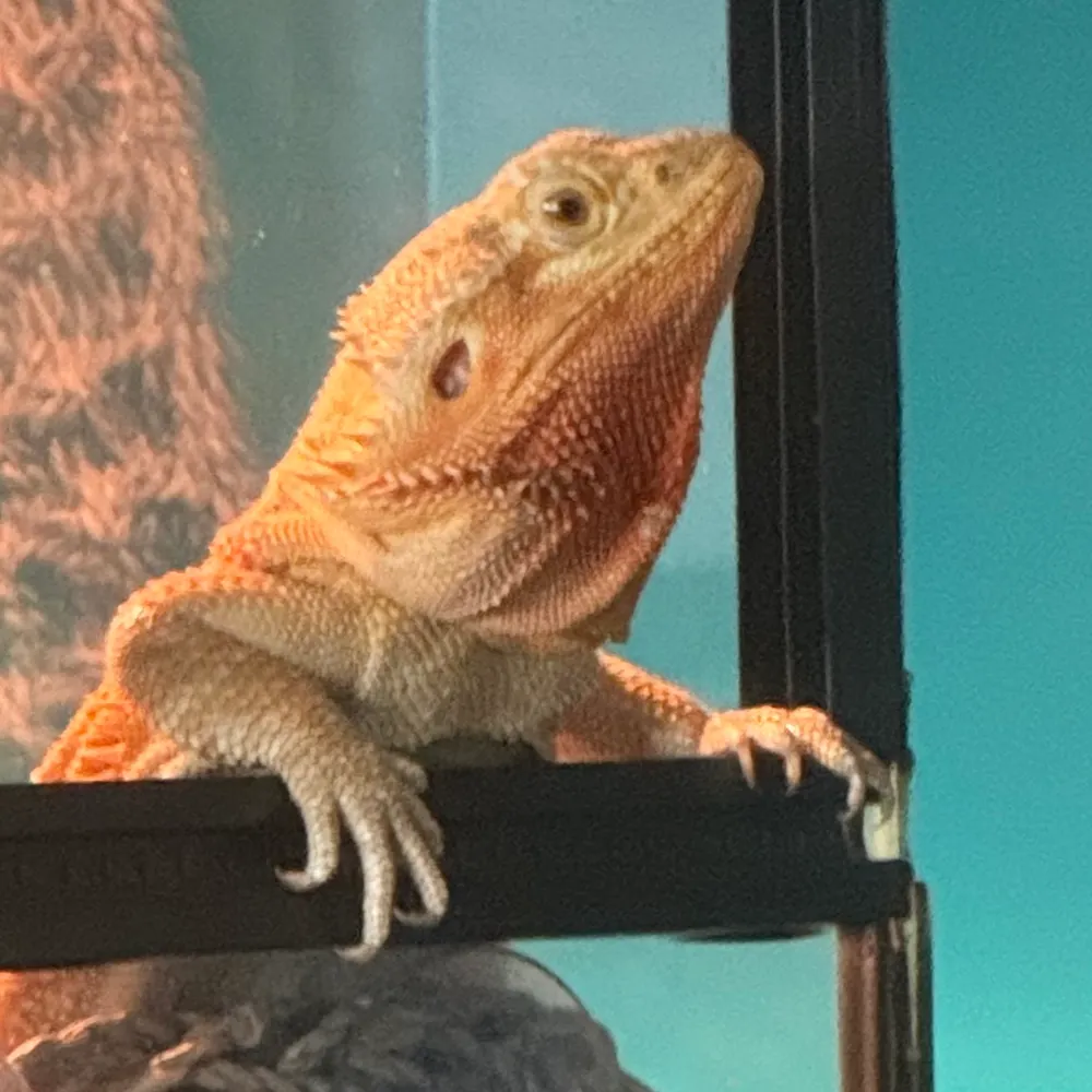 outcasttruth.bsky.social's profile picture