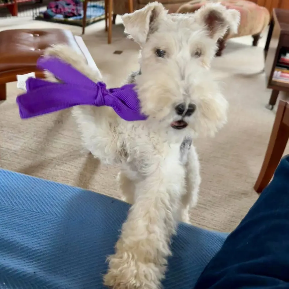 bessoid.bsky.social's profile picture