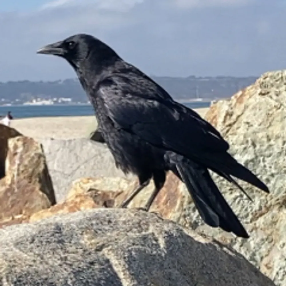 sians.bsky.social's profile picture