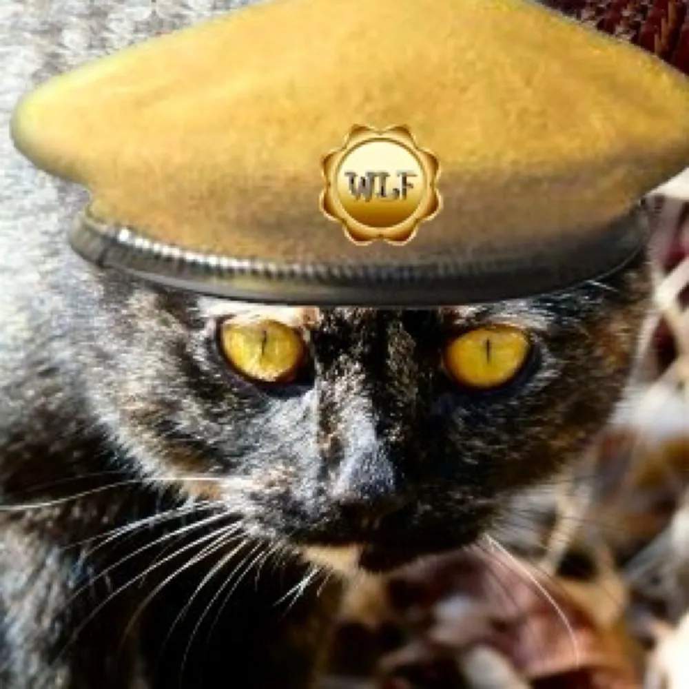 onefinekitty.bsky.social's profile picture