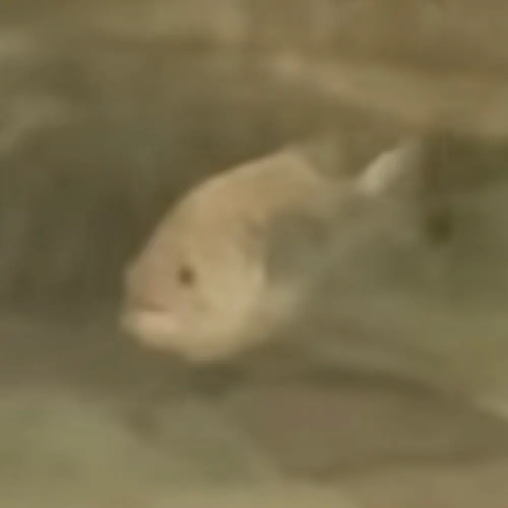 lilearl83.bsky.social's profile picture