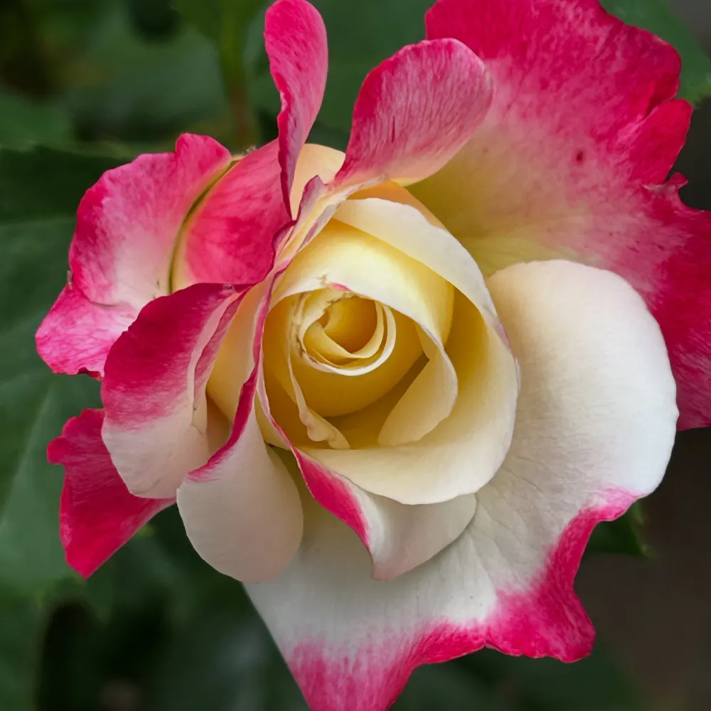 knubs115.bsky.social's profile picture