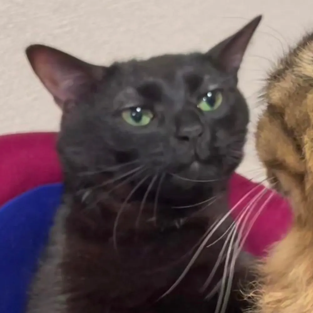 newpageone.bsky.social's profile picture