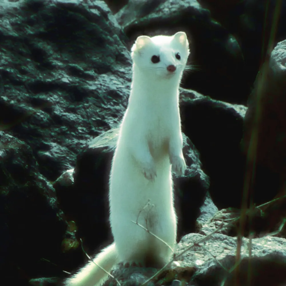 mercurygirl.bsky.social's profile picture