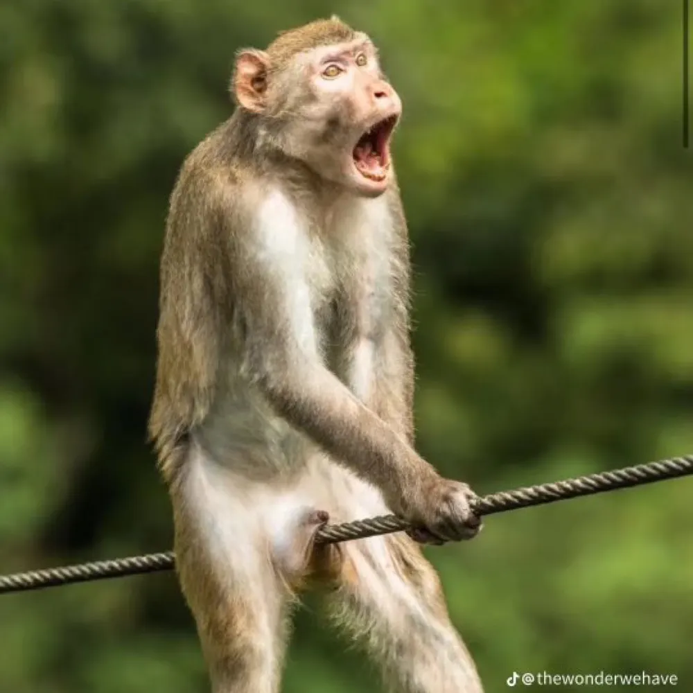 pseudofootball.bsky.social's profile picture