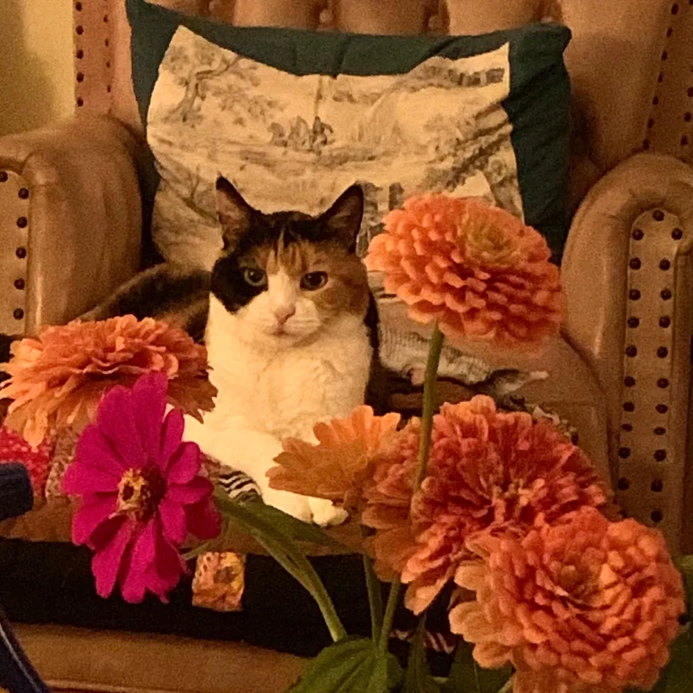 enaidh.bsky.social's profile picture