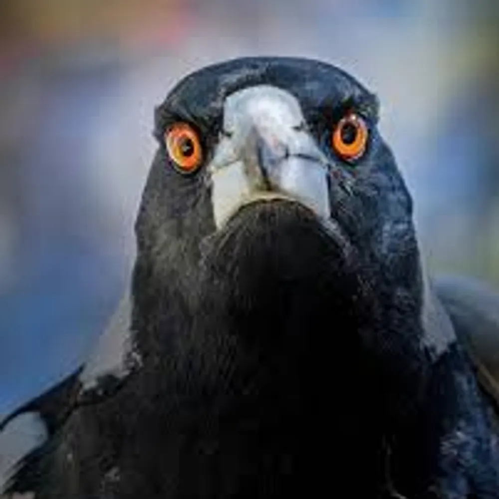 magpieoz.bsky.social's profile picture