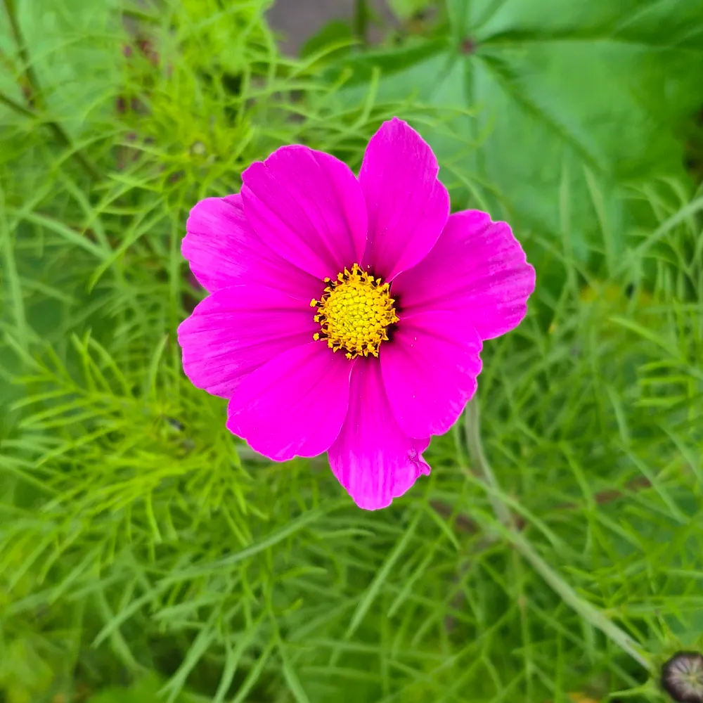 lionneverte.bsky.social's profile picture