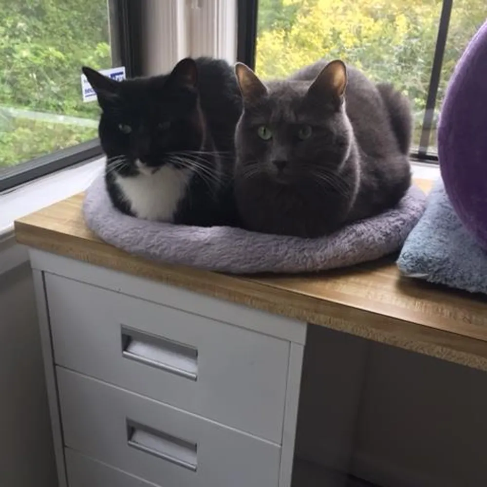 beege4.bsky.social's profile picture