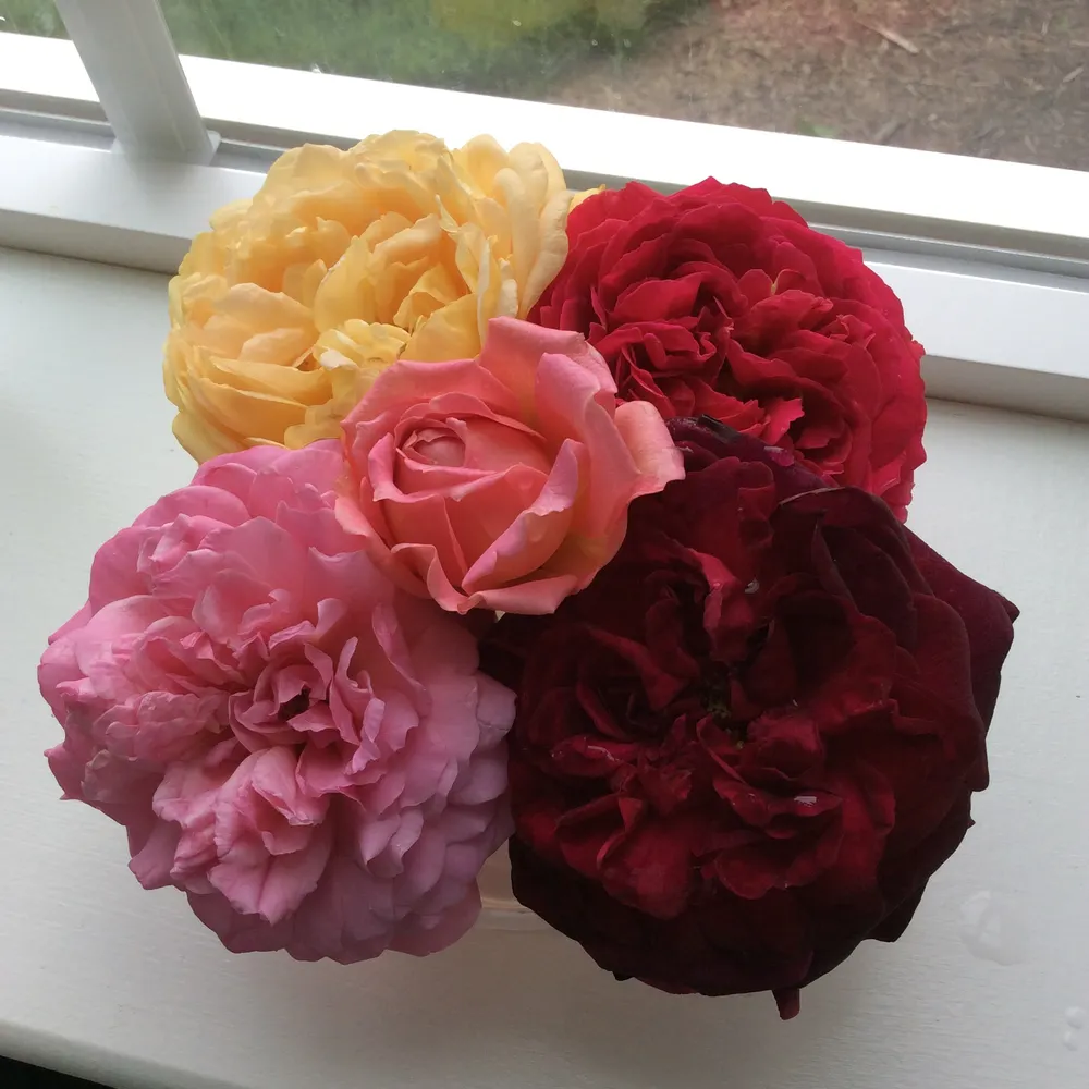 goneplaid.bsky.social's profile picture