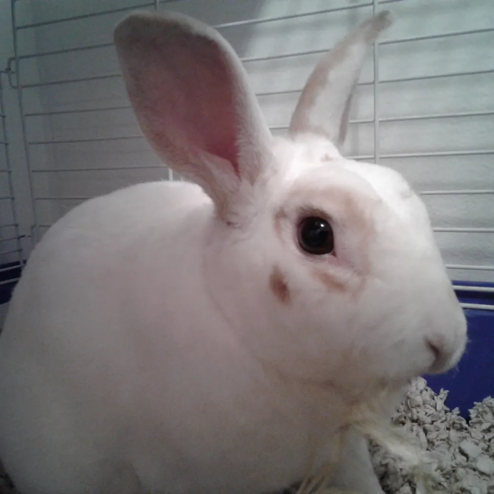 jeanbunny.bsky.social's profile picture