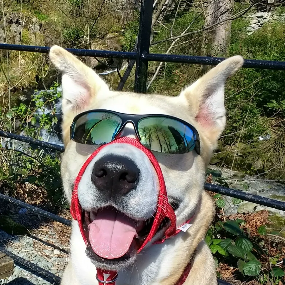 d1sc1ple.bsky.social's profile picture