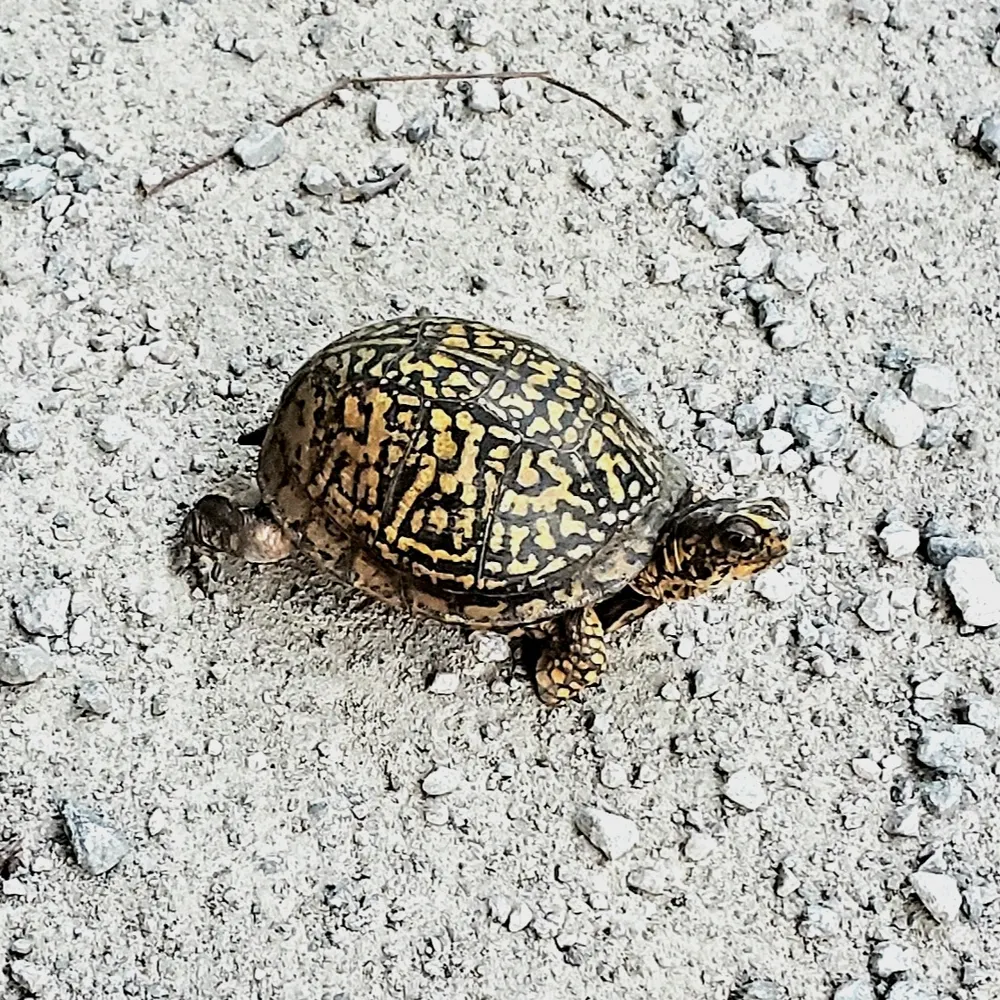 brendlebot.bsky.social's profile picture