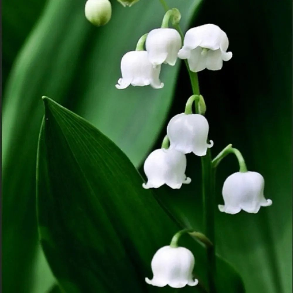 vonn7777.bsky.social's profile picture