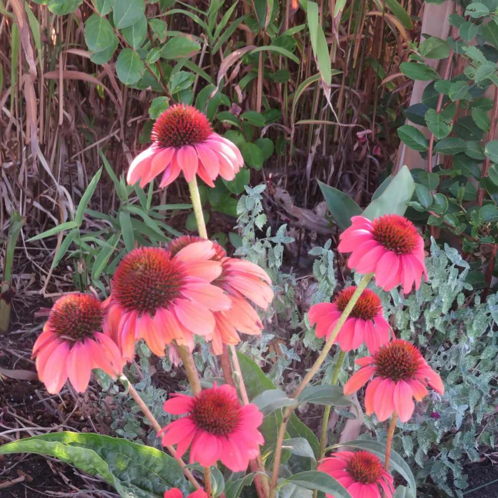 lucylu8.bsky.social's profile picture