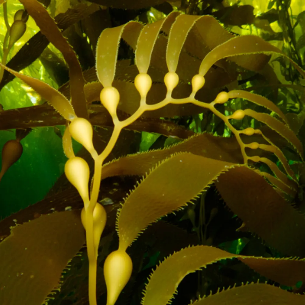 super-mutt.bsky.social's profile picture