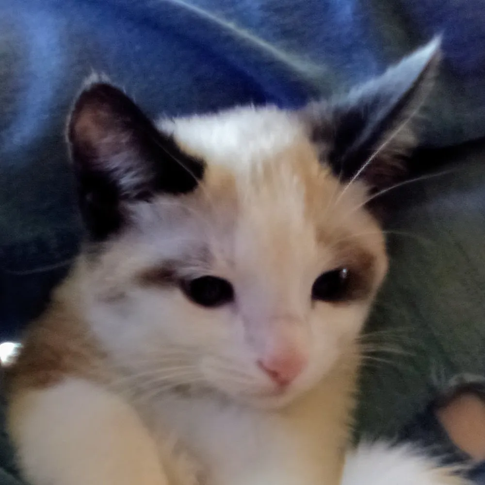 oasisprimal88.bsky.social's profile picture